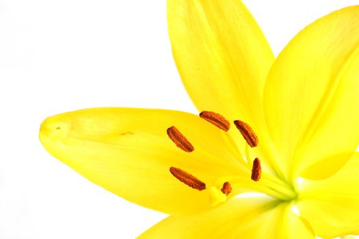 Isolated shot of a yellow lily on white background