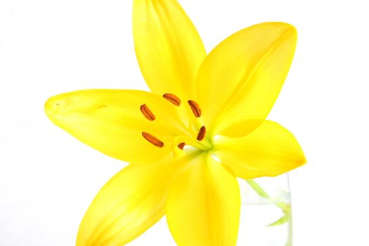 Isolated shot of a yellow lily on white background