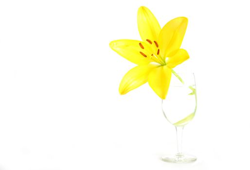 Isolated shot of a yellow lily on white background