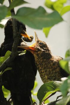 blackbird feeds baby bird, vertically framed shot