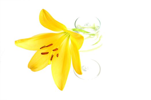 Isolated shot of a yellow lily on white background