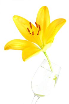Isolated shot of a yellow lily on white background