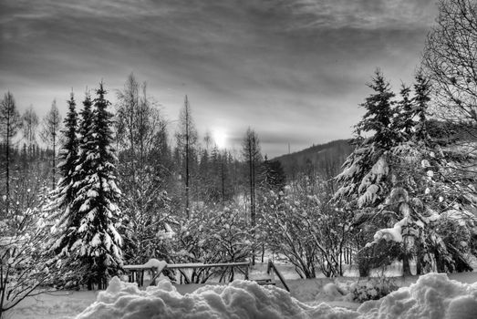 black and white shot of czech snowy forest
