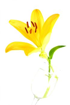 Isolated shot of a yellow lily on white background