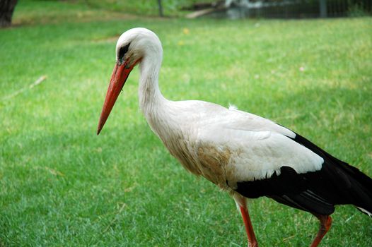white stork in madrid zoo with green grass
