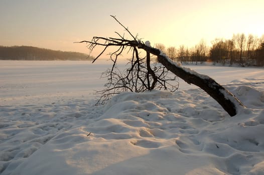 snowy and iced lake with trees and trunk