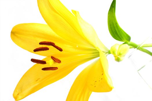 Isolated shot of a yellow lily on white background