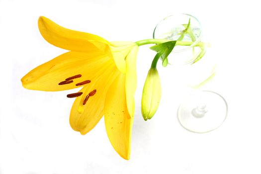 Isolated shot of a yellow lily on white background