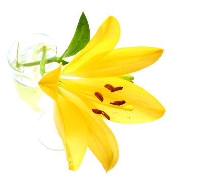 Isolated shot of a yellow lily on white background