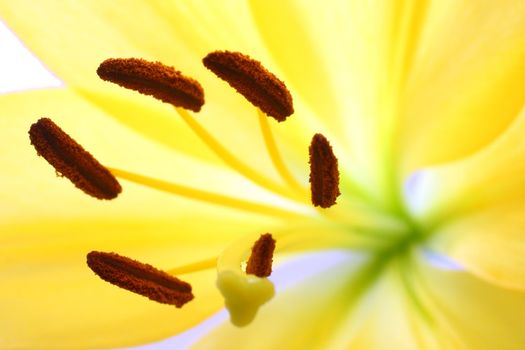 Isolated shot of a yellow lily on white background
