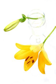 Isolated shot of a yellow lilies on white background