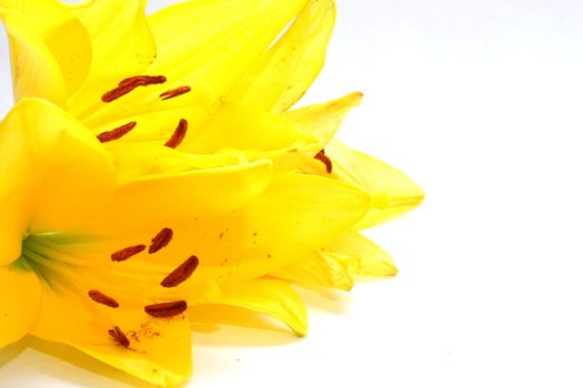 Isolated shot of a yellow lilies on white background