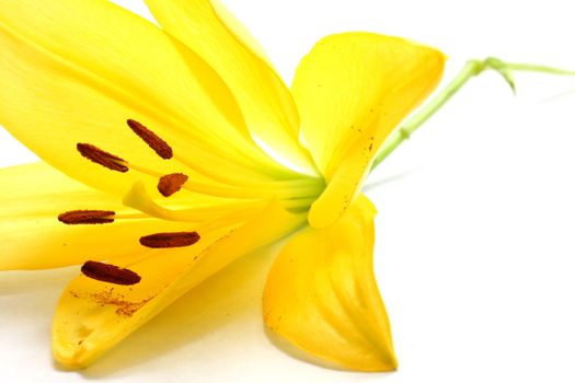 Isolated shot of a yellow lily on white background