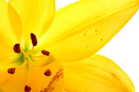 Isolated shot of a yellow lily on white background