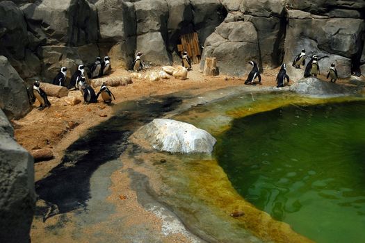 penguins in madrid zoo with rock and green water