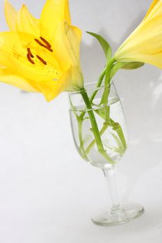 Isolated shot of a yellow lilies on white background