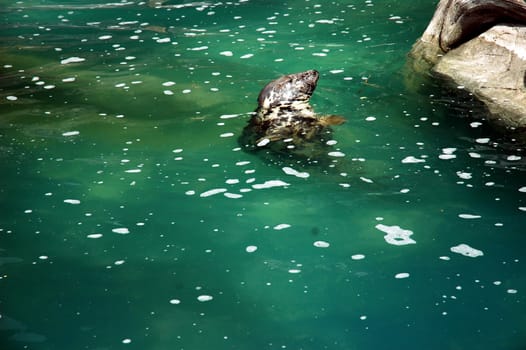 seal in zoo in green water, horizontally framed shot