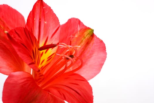 Red peruvian lily on white background in a wine glass