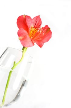 Red peruvian lily on white background in a wine glass