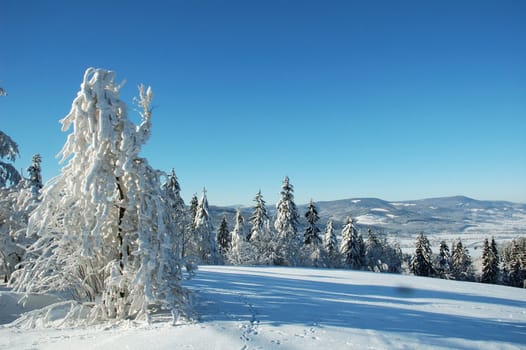 snowy forest in czech republic with blue sky