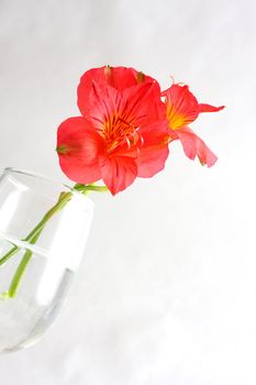 Red peruvian lily on white background in a wine glass