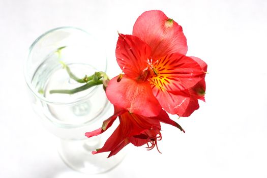 Red peruvian lily on white background in a wine glass