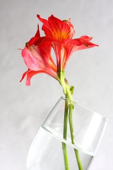 Red peruvian lily on white background in a wine glass