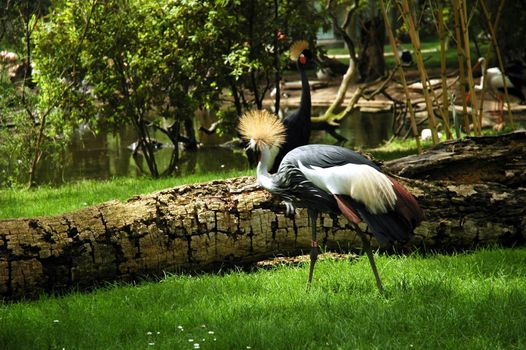 crowned crane in madrid zoo on the green grass with  a trunk and trees