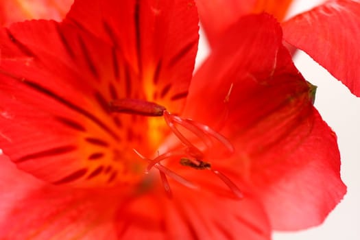 Red peruvian lily on white background in a wine glass