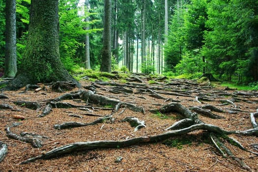 czech forest in summer time, trees, roots,