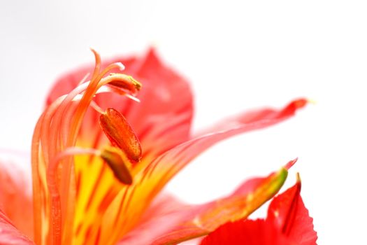 Red peruvian lily on white background in a wine glass