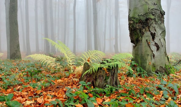 autumn forest in czech republic with fog, fern and gold leaves