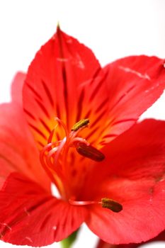 Red peruvian lily on white background in a wine glass
