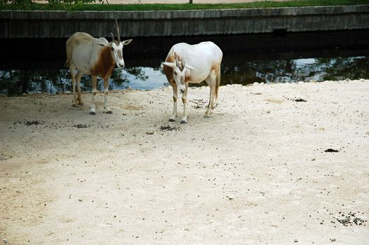 animals in madrid zoo, horizontally framed shot