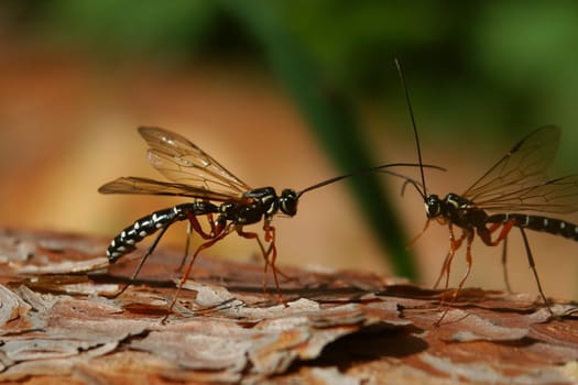 beetles fighting on the brown bark of tree