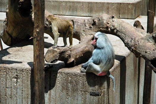 monkey in madrid zoo, horizontally framed picture