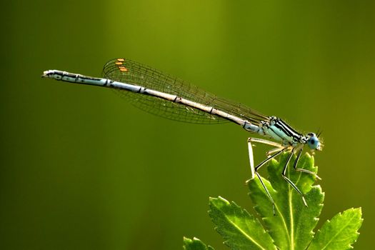 dragonfly on the bloom, horizontally framed picture