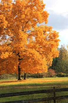 Single tree in yellow orange true autumn color