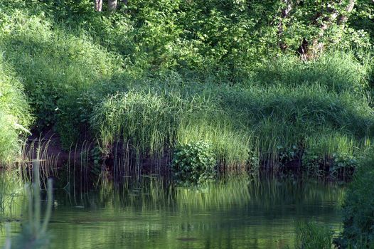 Little creek in deep forest