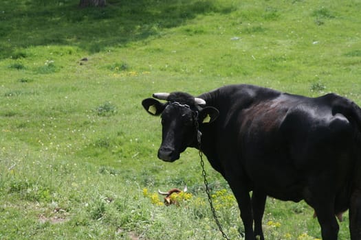 a labeled black cow on green grass