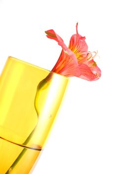 Isolated shots of red Peruvian Lilies in champagne glass on white background.