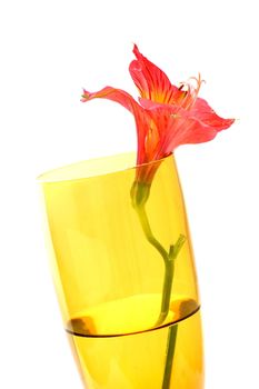 Isolated shots of red Peruvian Lilies in champagne glass on white background.