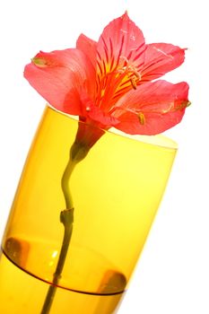 Isolated shots of red Peruvian Lilies in champagne glass on white background.