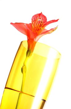 Isolated shots of red Peruvian Lilies on white background.
