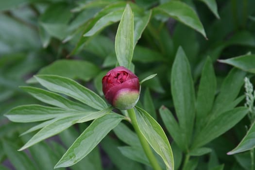 dark-red bud of peony