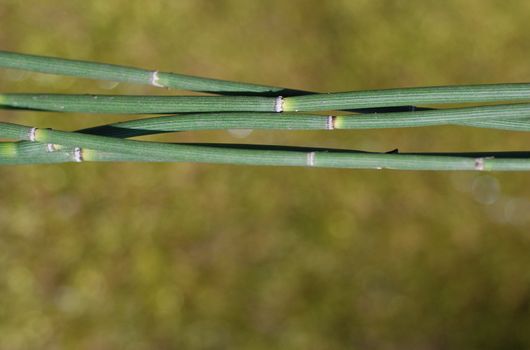 Horizontal green horsetail