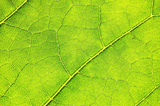 structure texture and pattern of green leaf