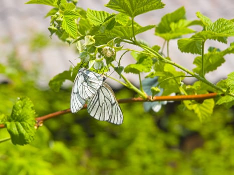 The image of butterflies on a bush of a raspberry