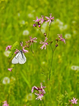 The image of the butterfly on a flower of a carnation