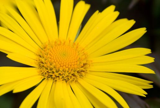 Yellow daisy on green grass background (close-up photo)